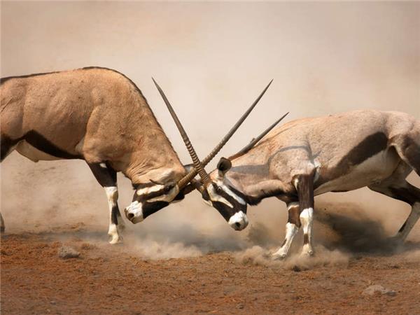 Namibia lodge safari vacation