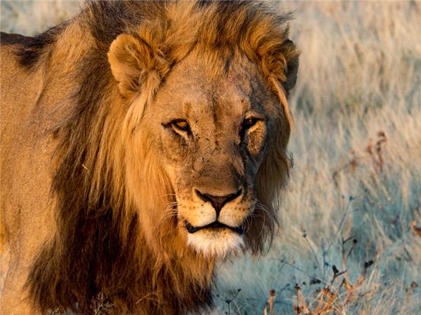 Namibia lodge safari vacation