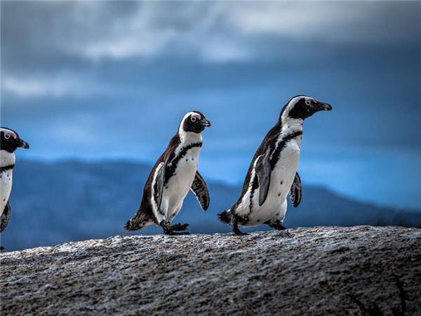 Family garden route vacation with safari, South Africa