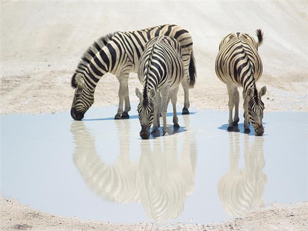 Namibia safari