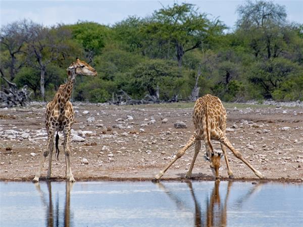 Namibia safari