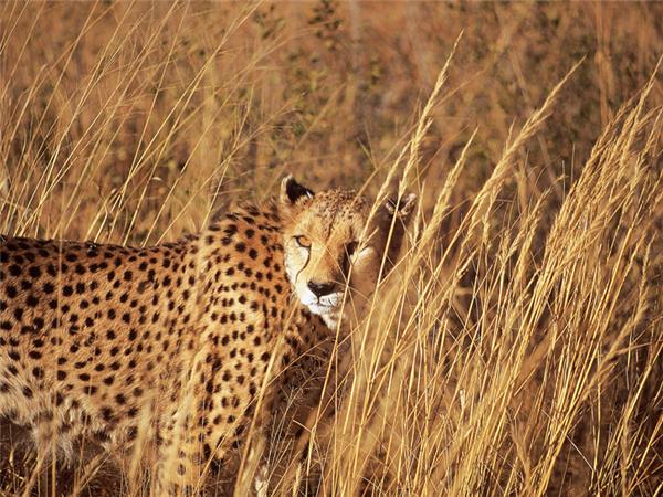 Namibia safari