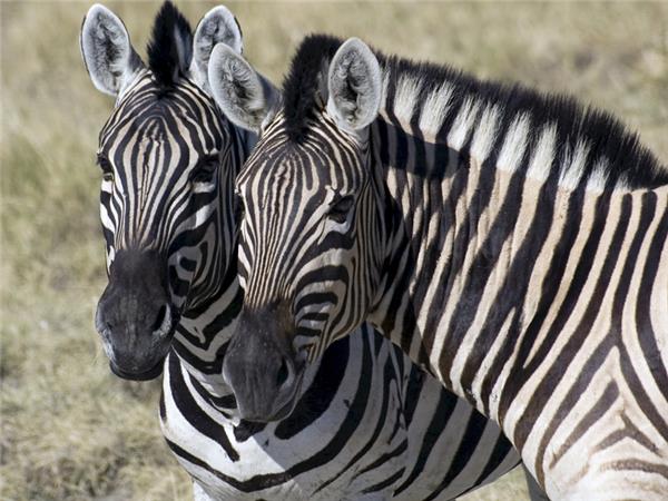 Namibia safari