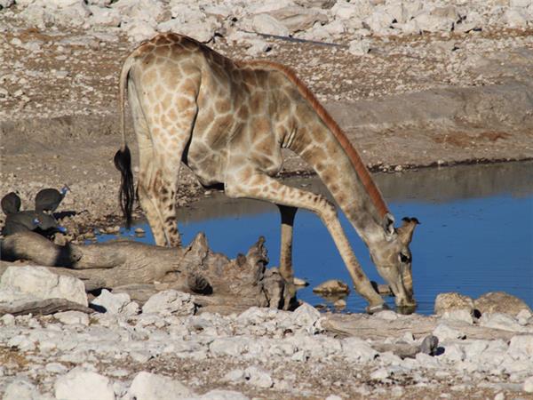 Family safari in Namibia