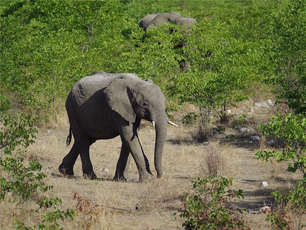 Family safari in Namibia