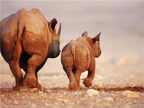 Family safari in Namibia
