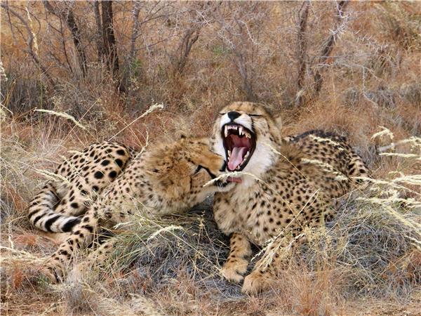 Family safari in Namibia