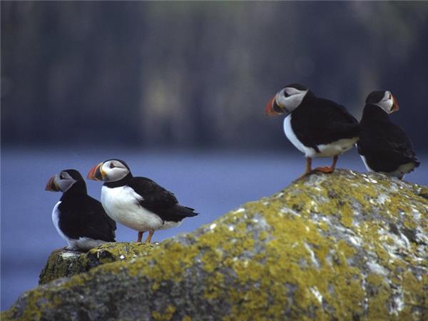 Outer Hebrides and St Kilda wildlife tour, Scotland