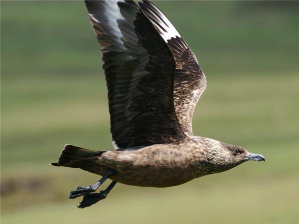 Outer Hebrides and St Kilda wildlife tour, Scotland