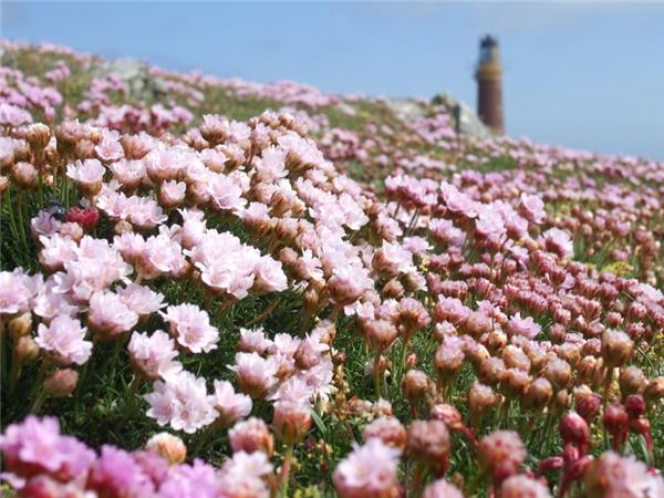 Outer Hebrides and St Kilda wildlife tour, Scotland