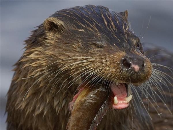 Outer Hebrides and St Kilda wildlife tour, Scotland