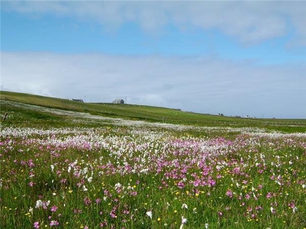Outer Hebrides and St Kilda wildlife tour, Scotland