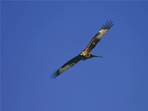Outer Hebrides and St Kilda wildlife tour, Scotland