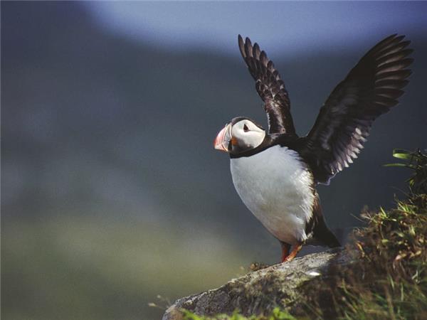 Outer Hebrides and St Kilda wildlife tour, Scotland