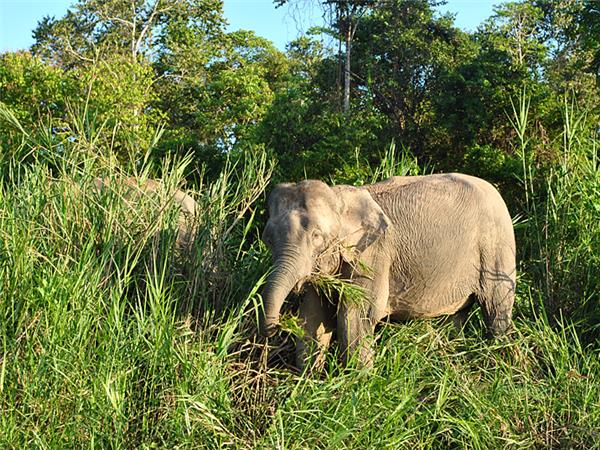 Borneo and Malaysia holiday, trekking orangutans and rainforest