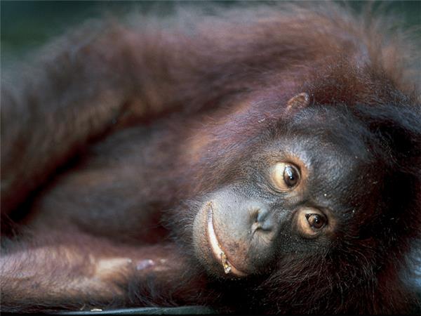 Borneo and Malaysia holiday, trekking orangutans and rainforest
