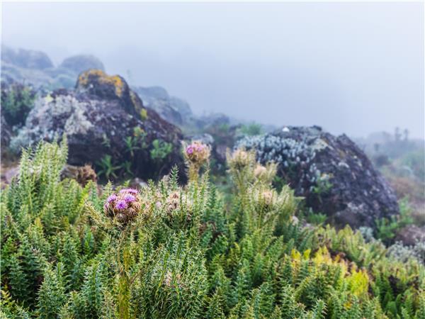 Lemosho Route Kilimanjaro Climb