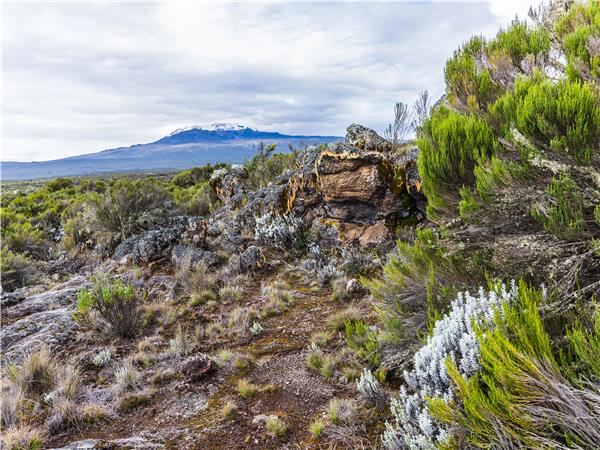 Lemosho Route Kilimanjaro Climb