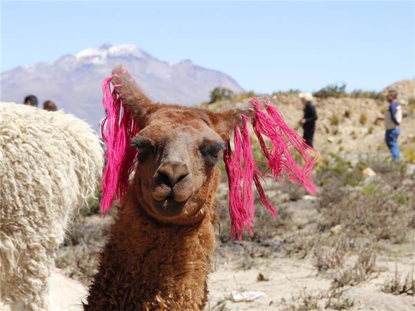 Family vacation in Peru