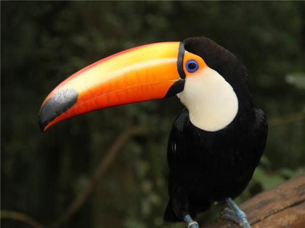 Buenos Aires to Rio via Iguazu Falls vacation