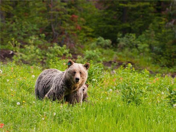 Canadian Rockies activity vacation