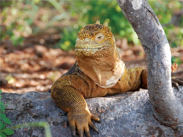 Galapagos land based adventure vacation