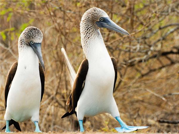Ecuador and Galapagos small group vacation