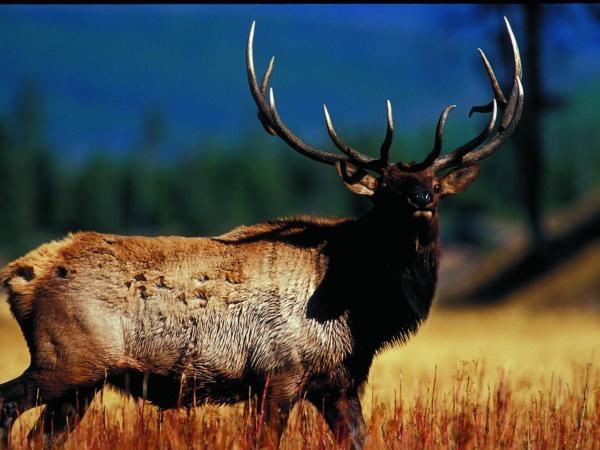 Yellowstone and Grand Teton wildlife vacation