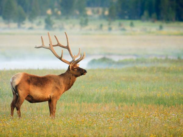Yellowstone and Grand Teton wildlife vacation