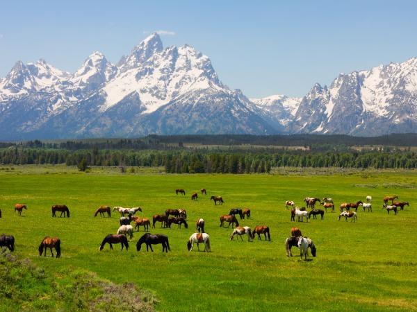 Yellowstone and Grand Teton wildlife vacation