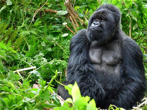 Uganda and Rwanda Gorilla vacation