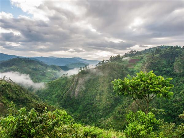Uganda and Rwanda Gorilla vacation