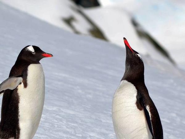 Antarctic Peninsula vacation