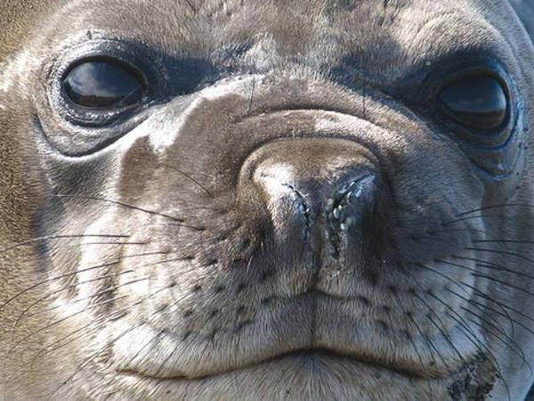 Antarctic Peninsula vacation