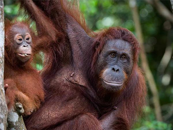 Family vacation to Borneo
