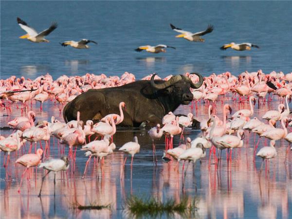 Highlights of Kenya small group vacation