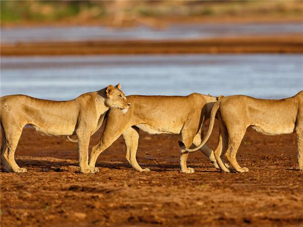 Highlights of Kenya small group vacation