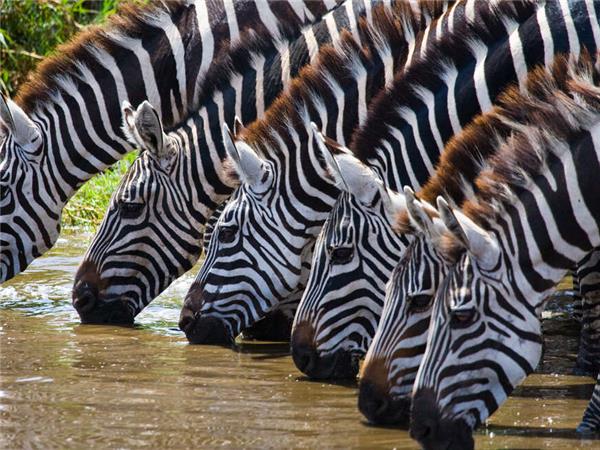 Highlights of Kenya small group vacation