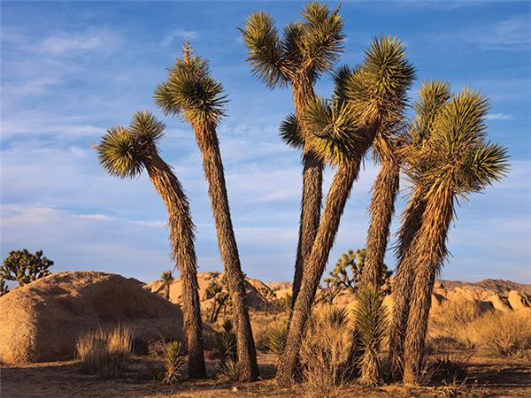 Los Angeles to Las Vegas tour, USA
