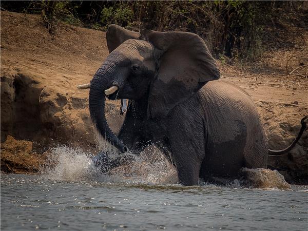 Zambezi canoe safari, Zambia