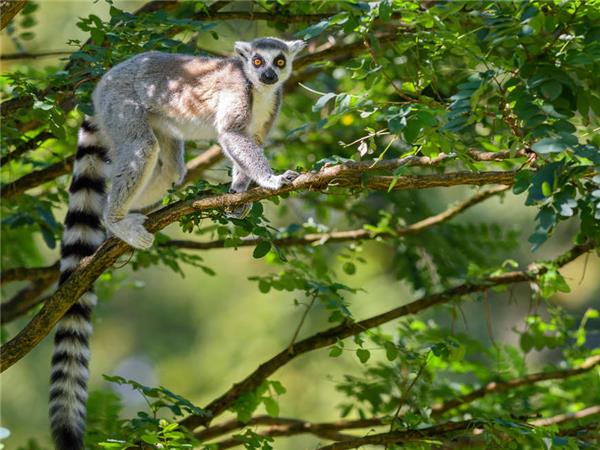 Madagascar vacations, The lost continent