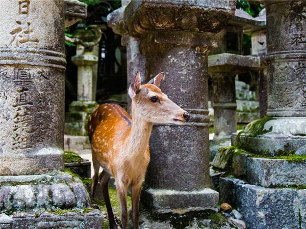 Japan in depth, footsteps of the Shogun