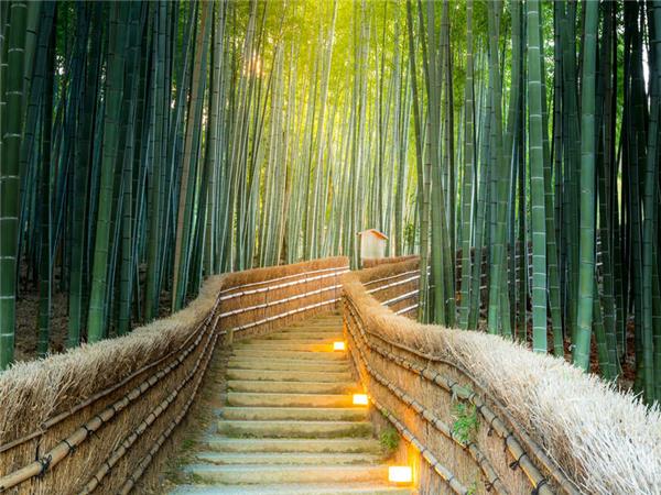 Japan in depth, footsteps of the Shogun