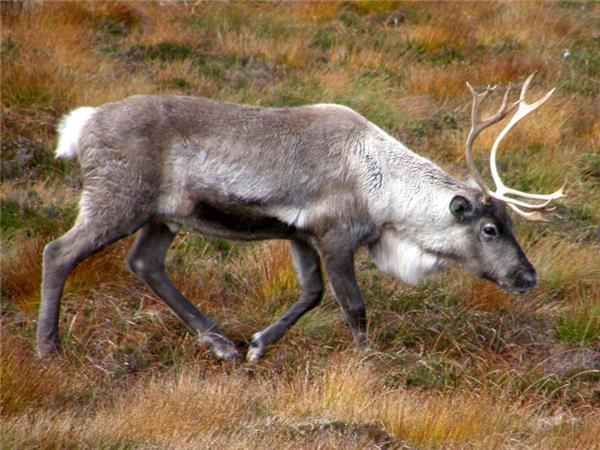 Scottish Highlands wildlife vacation