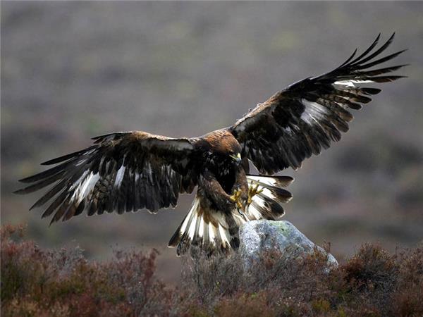 Scottish Highlands wildlife vacation