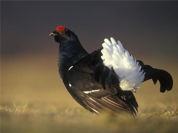 Scottish Highlands wildlife vacation