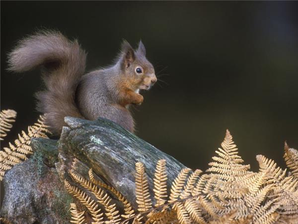 Scottish Highlands wildlife vacation