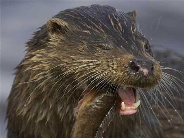 Scottish Highlands wildlife vacation