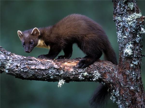 Scottish Highlands wildlife vacation
