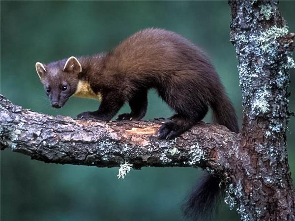 Scottish Highlands wildlife vacation 